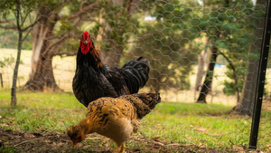 Chooks