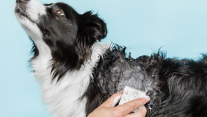 Pet Grooming