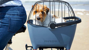 Pet Accessories
